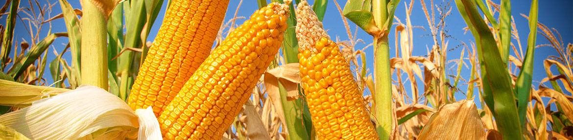 farmland solutions corn field